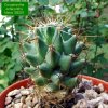 08 _Coryphantha _octacantha 'clava' SB251 _01